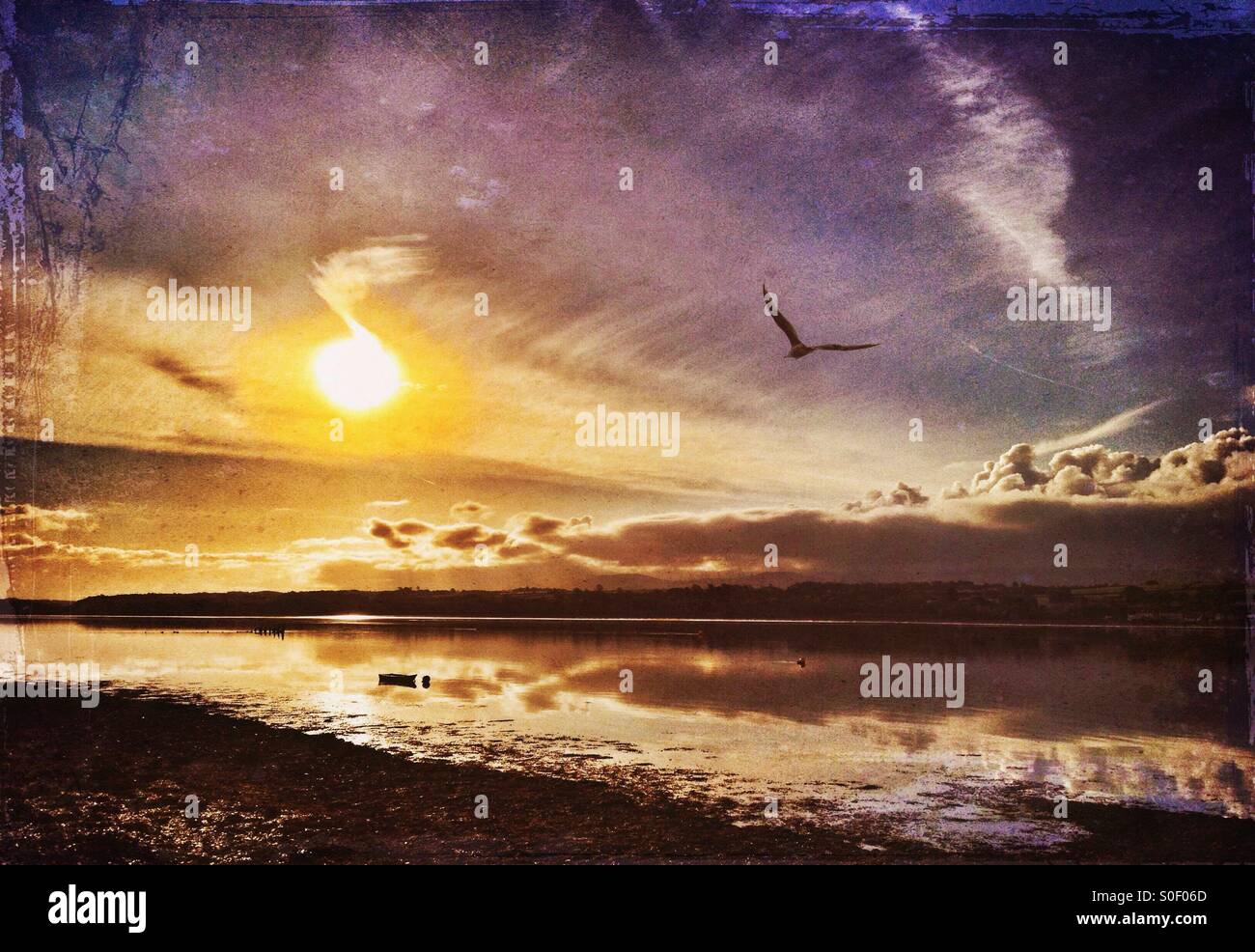 Seagull flying over Menai Strait early in the morning - Smartphone Captured Stock Image