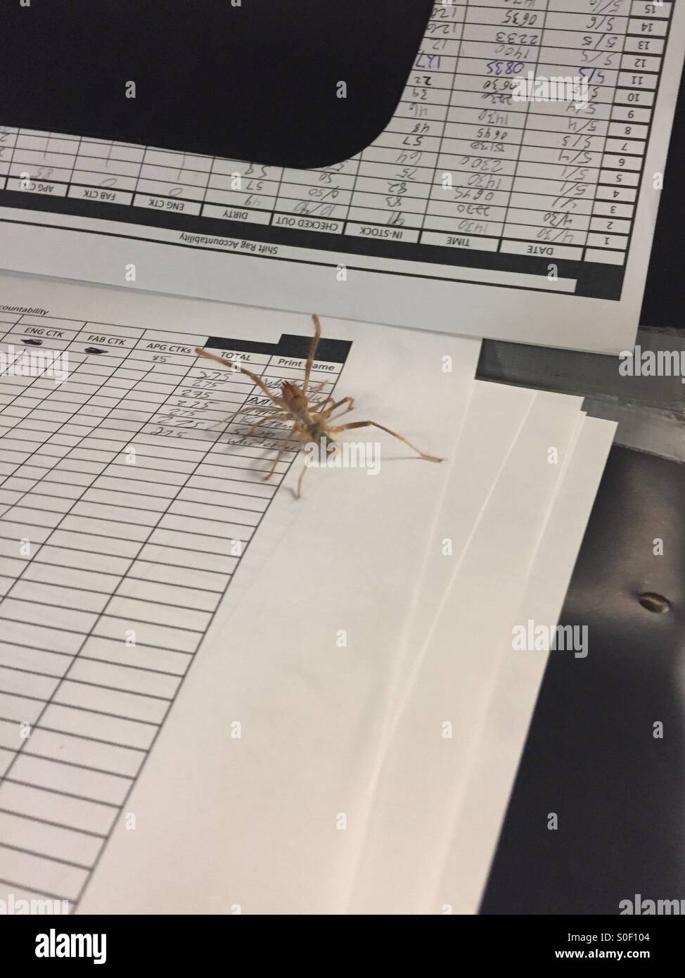 A spider ate my homework Stock Photo