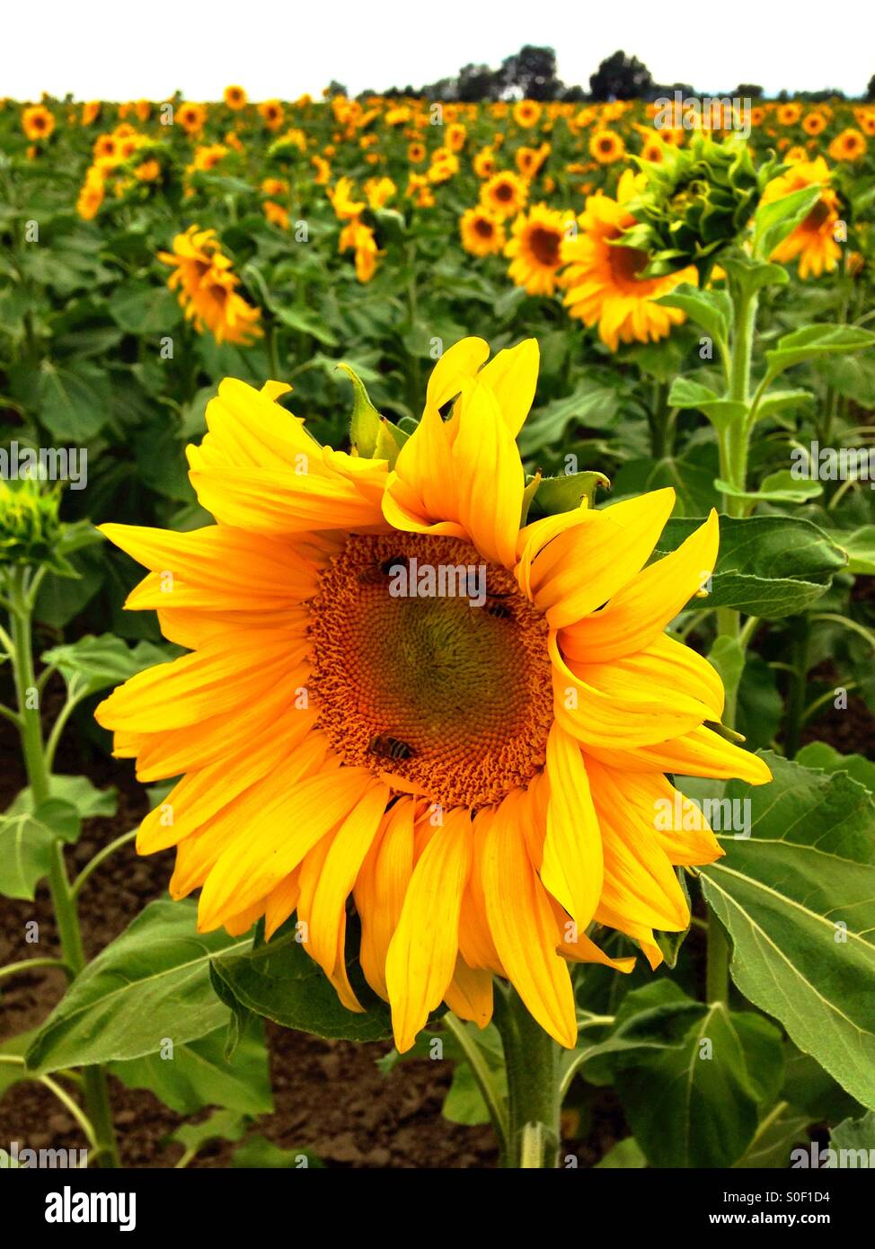Field of sunflowers with bees Stock Photo - Alamy