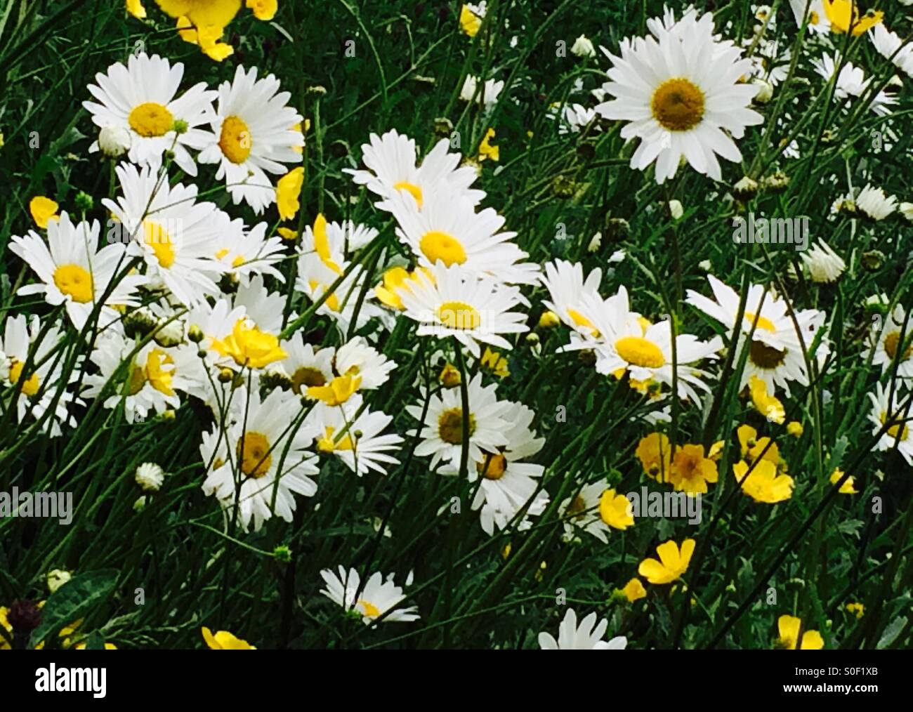 Daisies And Buttercups Stock Photo Alamy Daisies And Buttercups Stock Photo Alamy