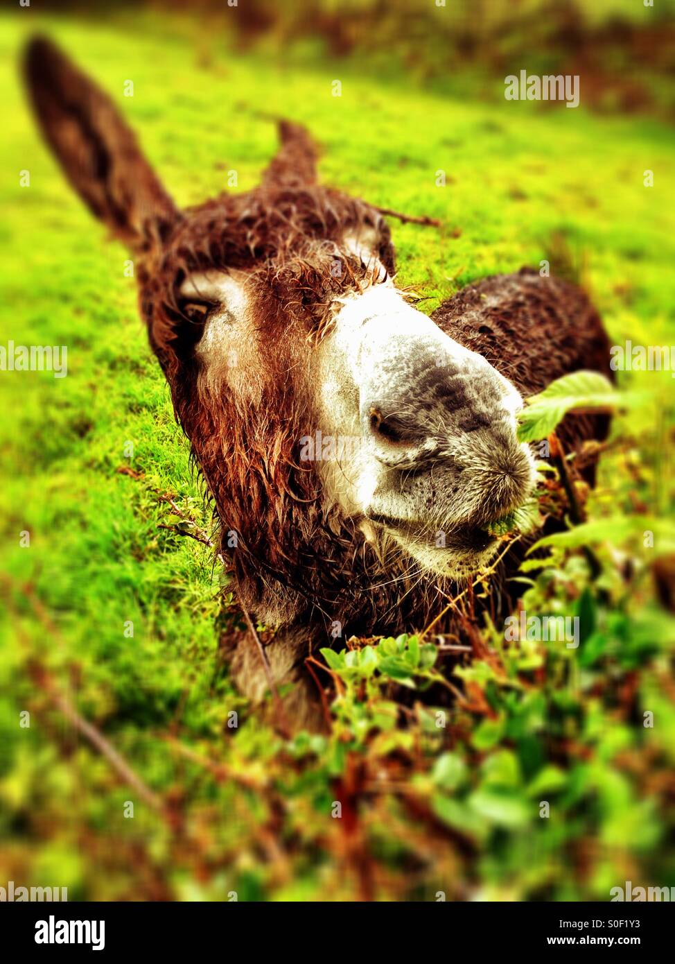 Irish donkey hires stock photography and images Alamy