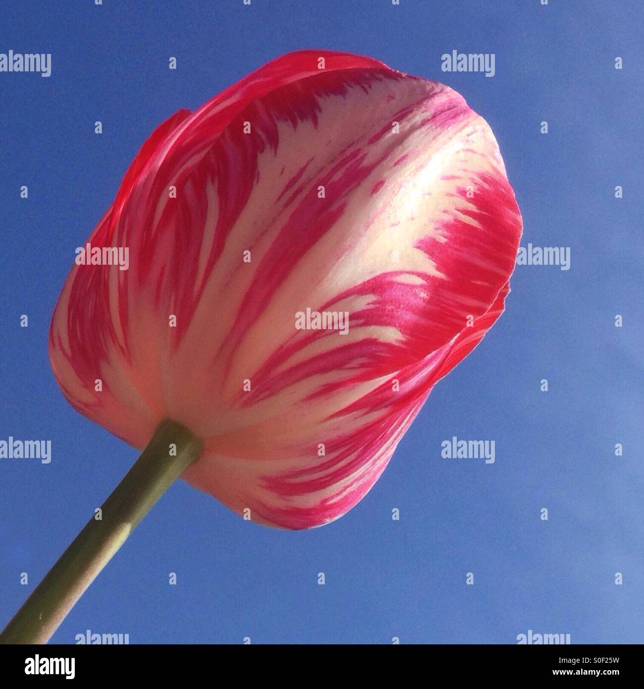 Raspberry-ripple coloured tulip, against a blue sky. - Smartphone Captured Stock Image
