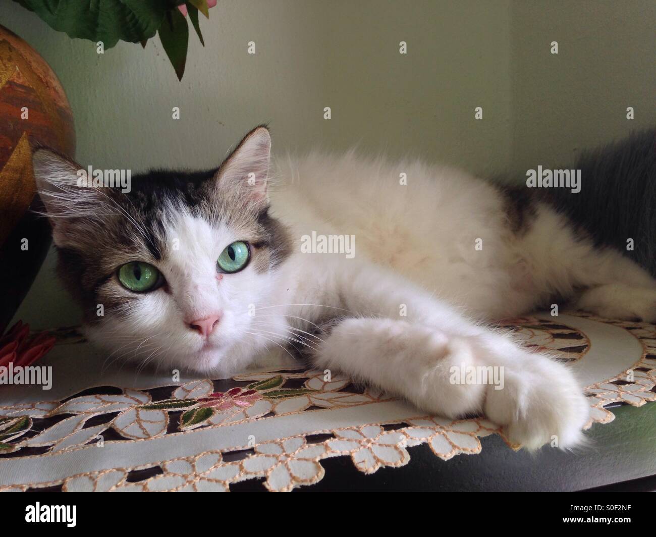 Cat staring at you - Smartphone Captured Stock Image