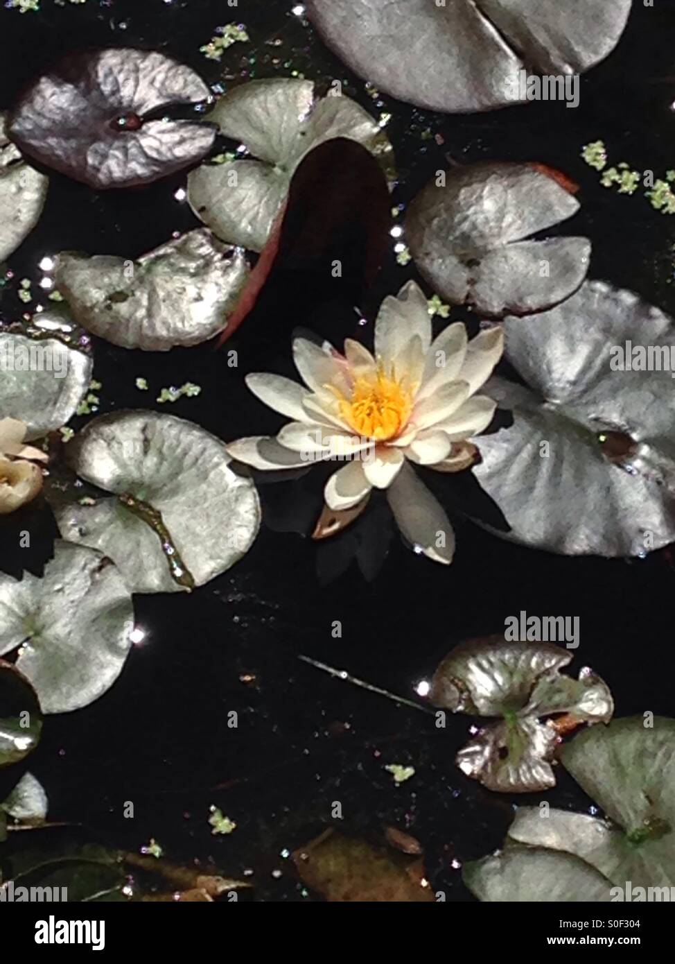 Beautiful water lily in full bloom. No edits or filters used. Stock Photo