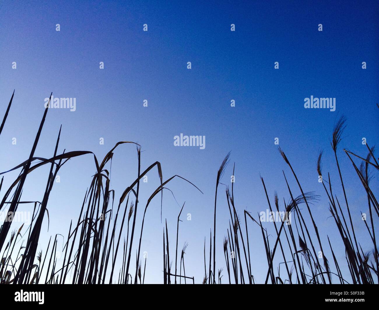 Corn field nature hi-res stock photography and images - Alamy