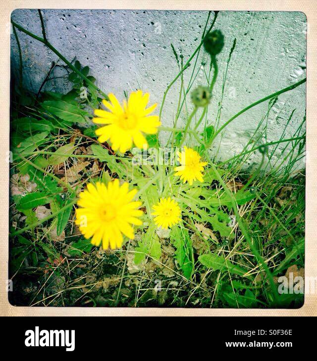 Yellow Flowers in Front of a Concrete Wall in the City - Smartphone Captured Stock Image