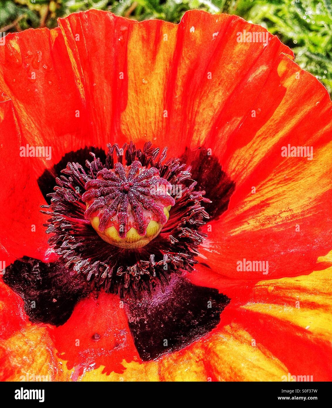 Poppy flower - Smartphone Captured Stock Image