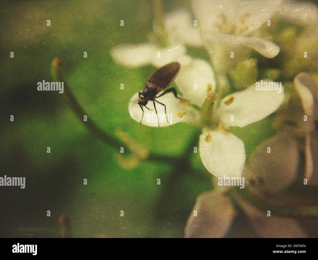 Fly on a flower - Smartphone Captured Stock Image