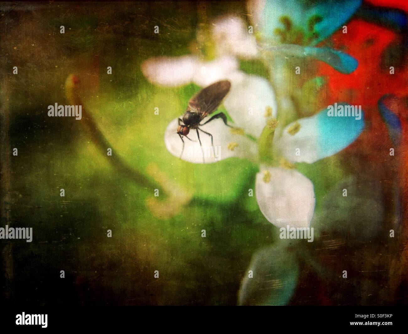 Fly on a flower - Smartphone Captured Stock Image