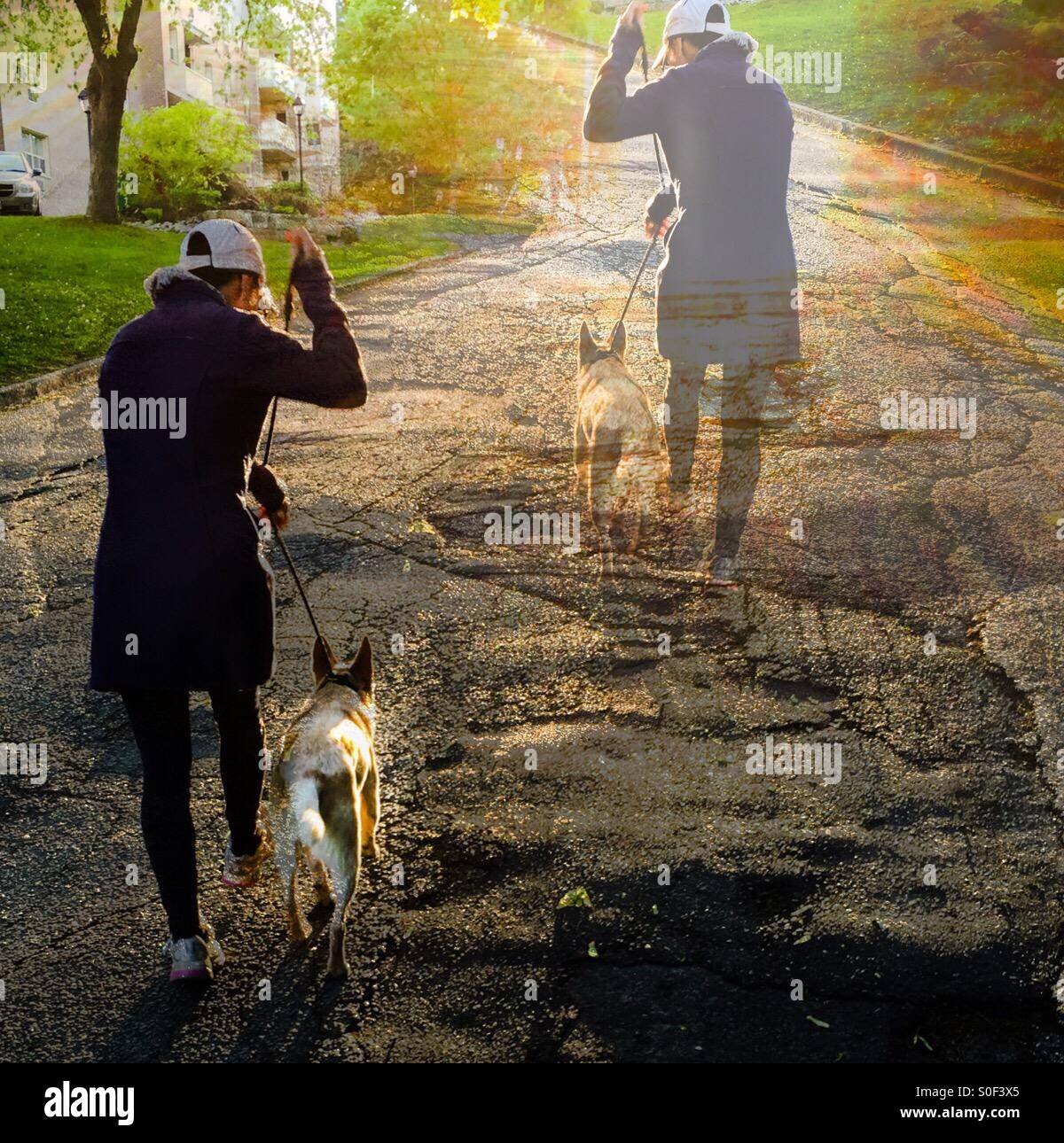 Dog walking - Smartphone Captured Stock Image