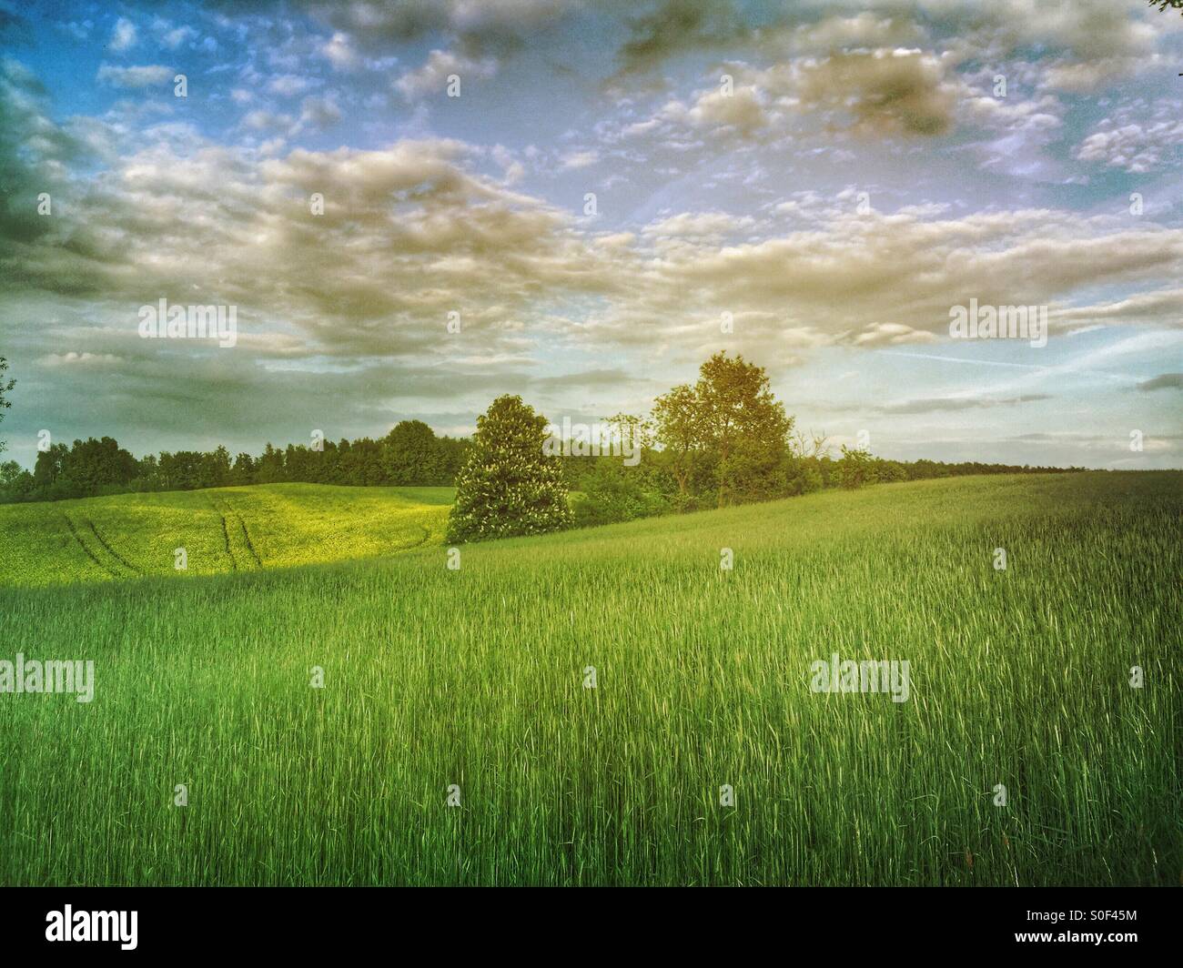 Wheat fields Berlin Germany Stock Photo - Alamy