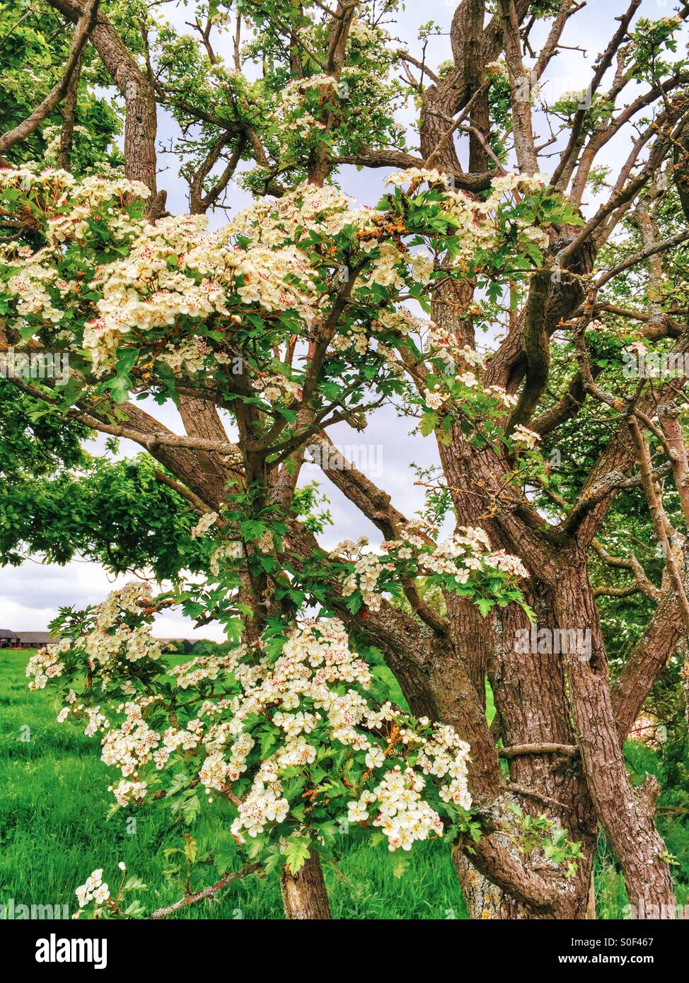 Flowers blooming on the tree - Smartphone Captured Stock Image