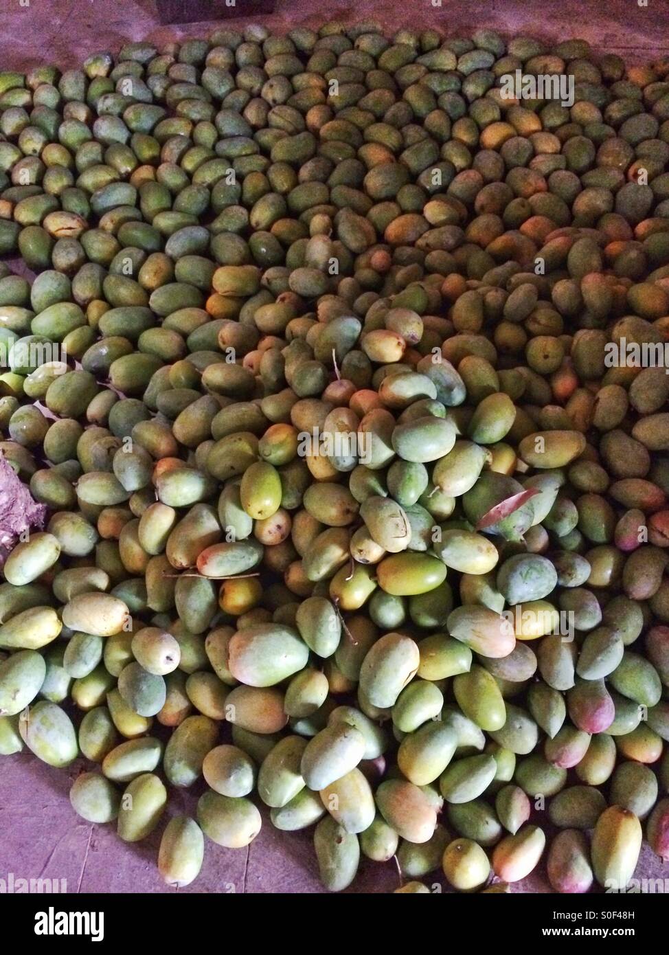 Organic mangoes from farms of Wada near Mumbai. These are cultivated