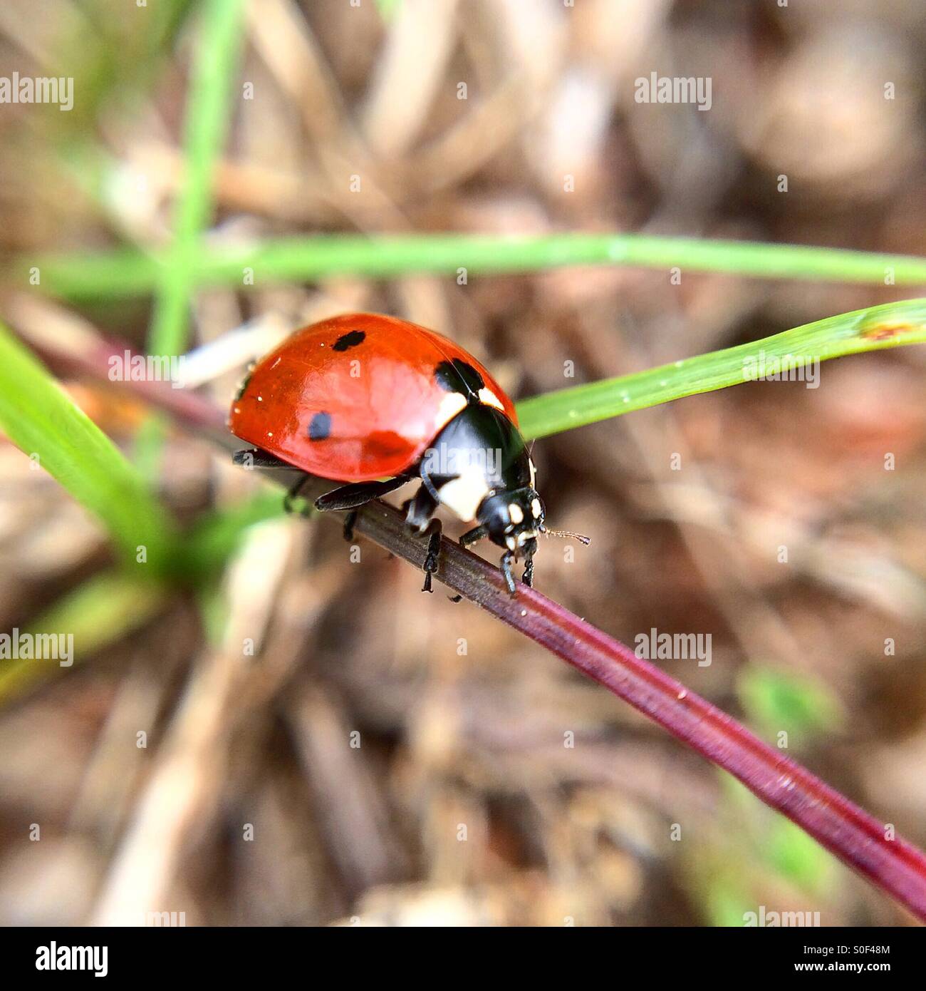 Macro of a ladybug Stock Photo