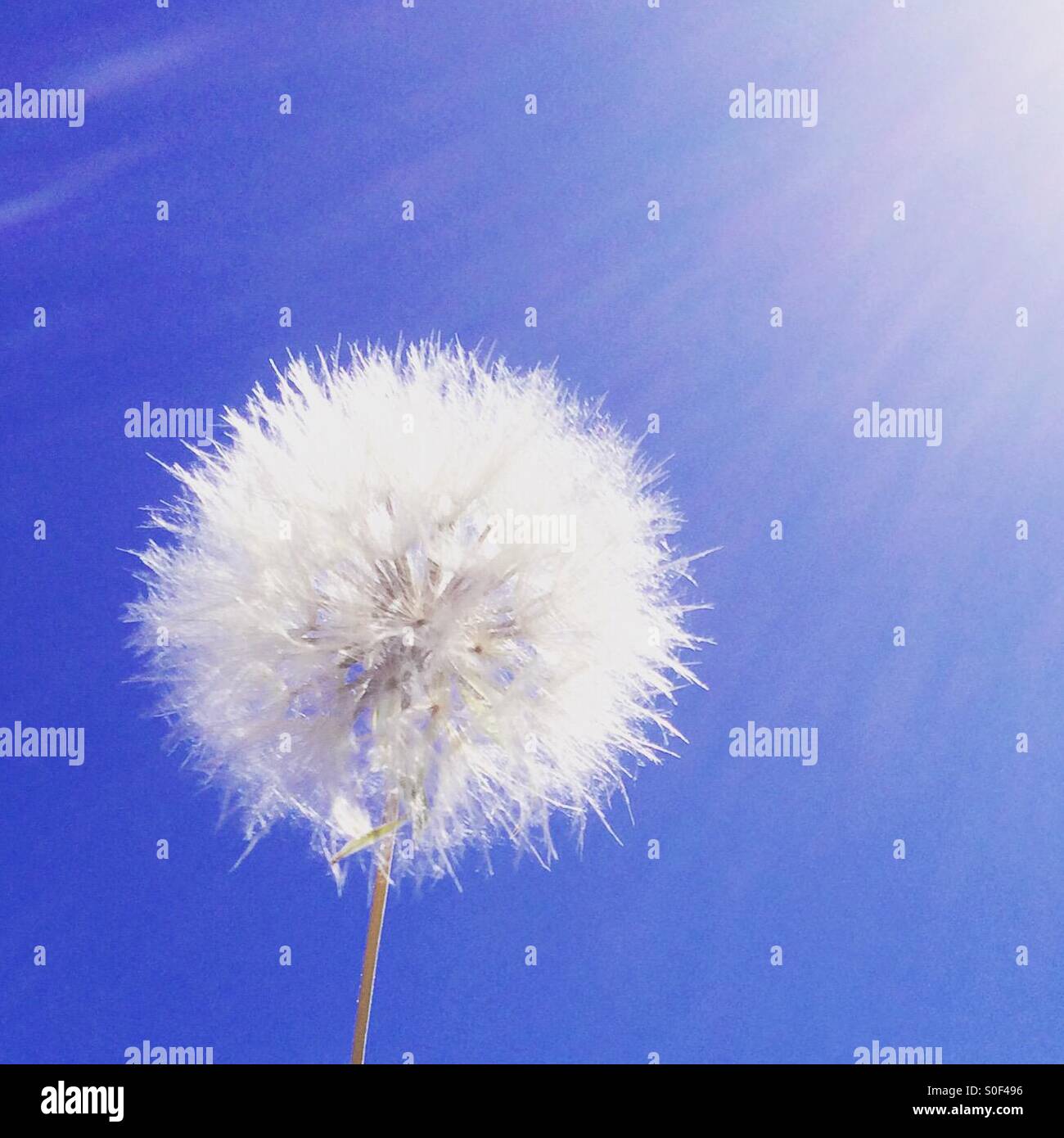 Rays dandelion hi-res stock photography and images - Alamy