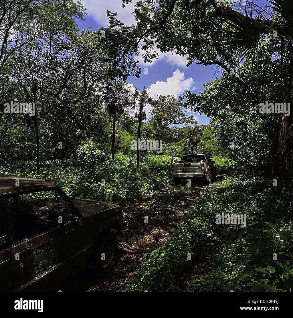 Arena natural protegida , ecosistema selva baja caducifolia ubicada en la sierra de Álamos Sonora México : Reserva Monte  Mojino ReMM Stock Photo