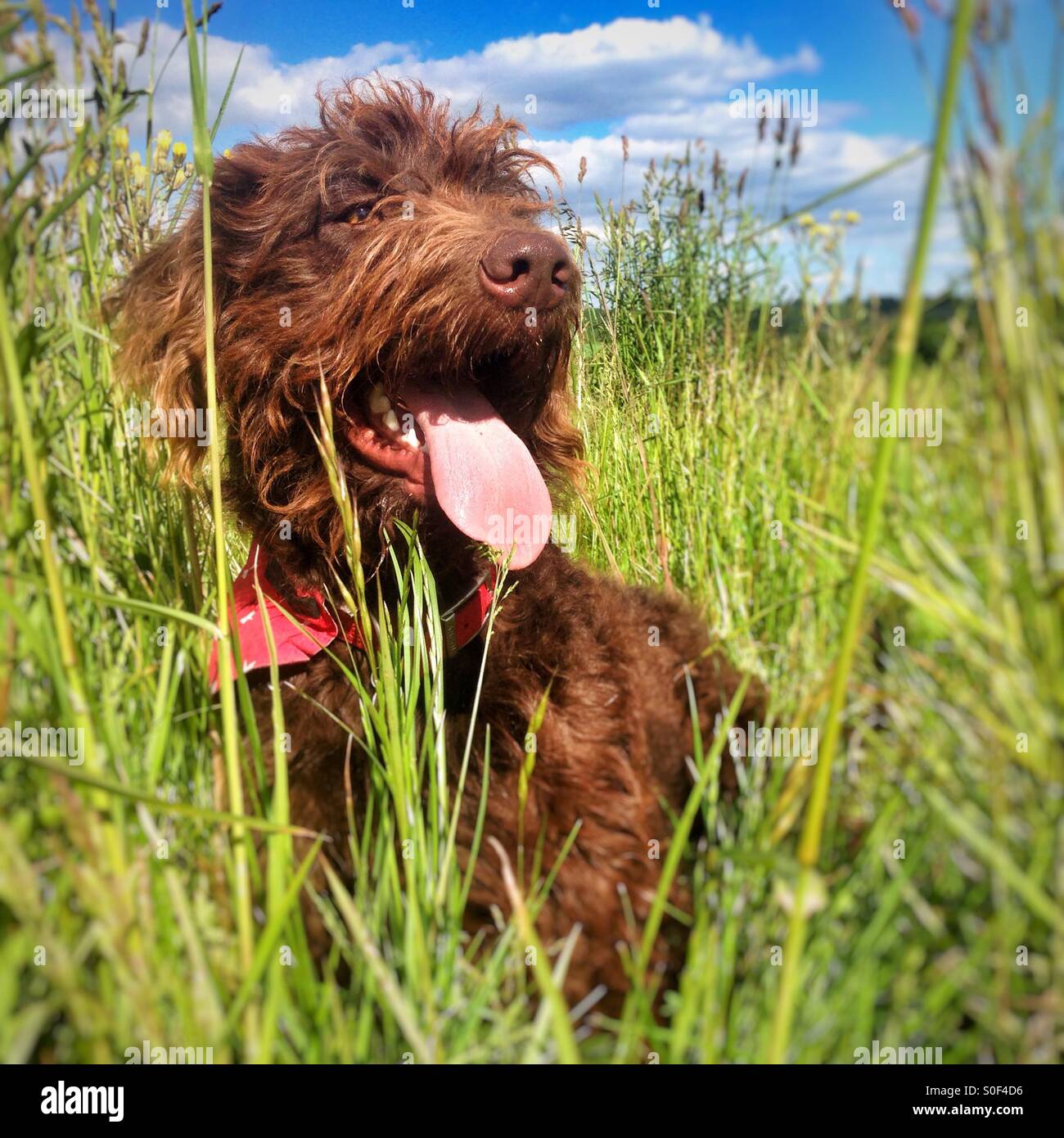 Labradoodle dog in long grass with his tongue out. - Smartphone Captured Stock Image