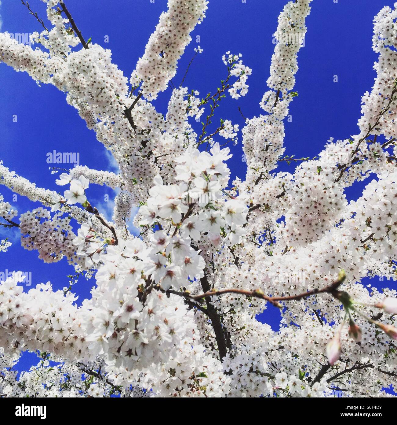 Spring cherry blossom Stock Photo