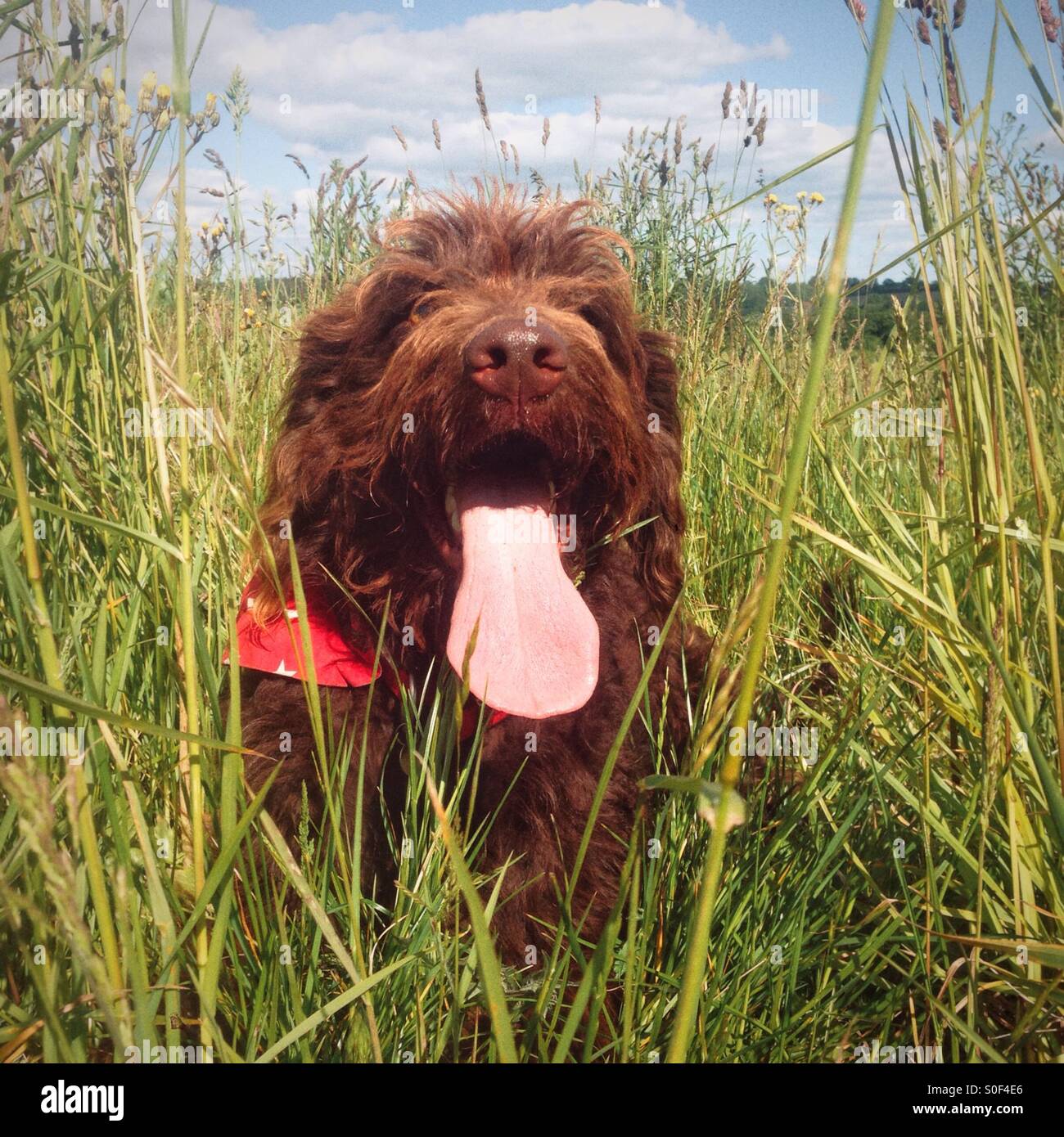 Brown Labradoodle dog with a large tongue - Smartphone Captured Stock Image