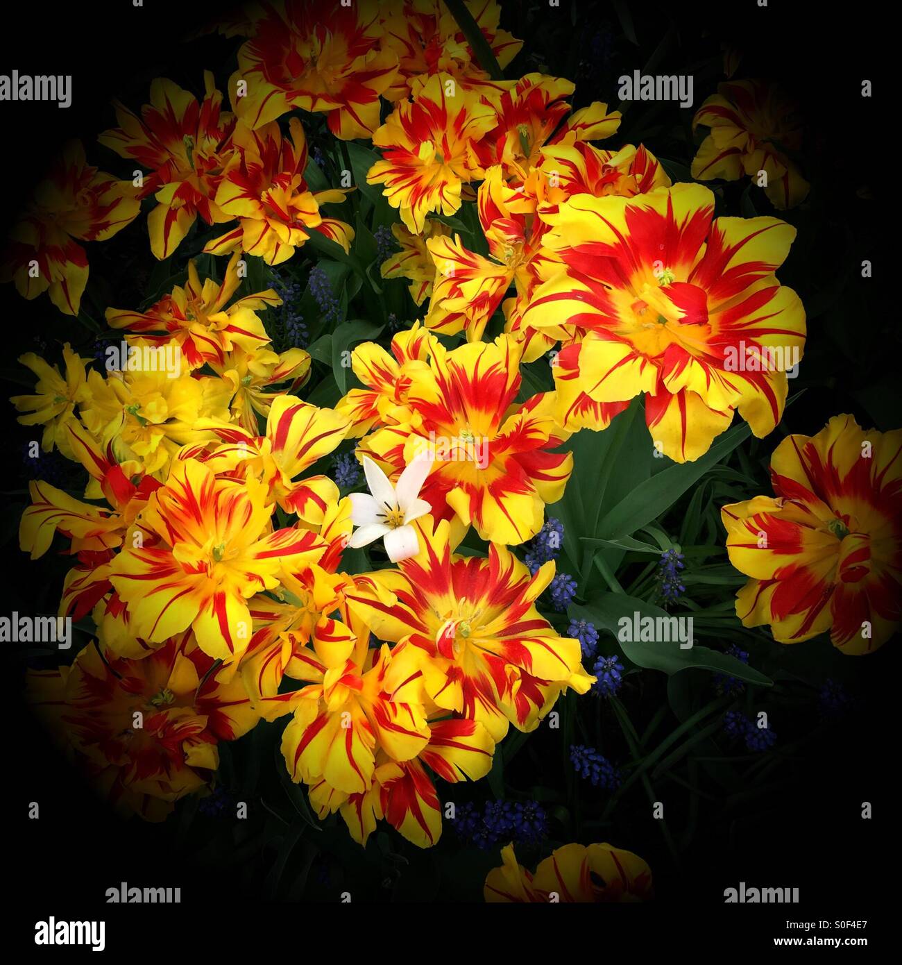 Single white star flower in a bed of yellow and red parrot tulips - Smartphone Captured Stock Image