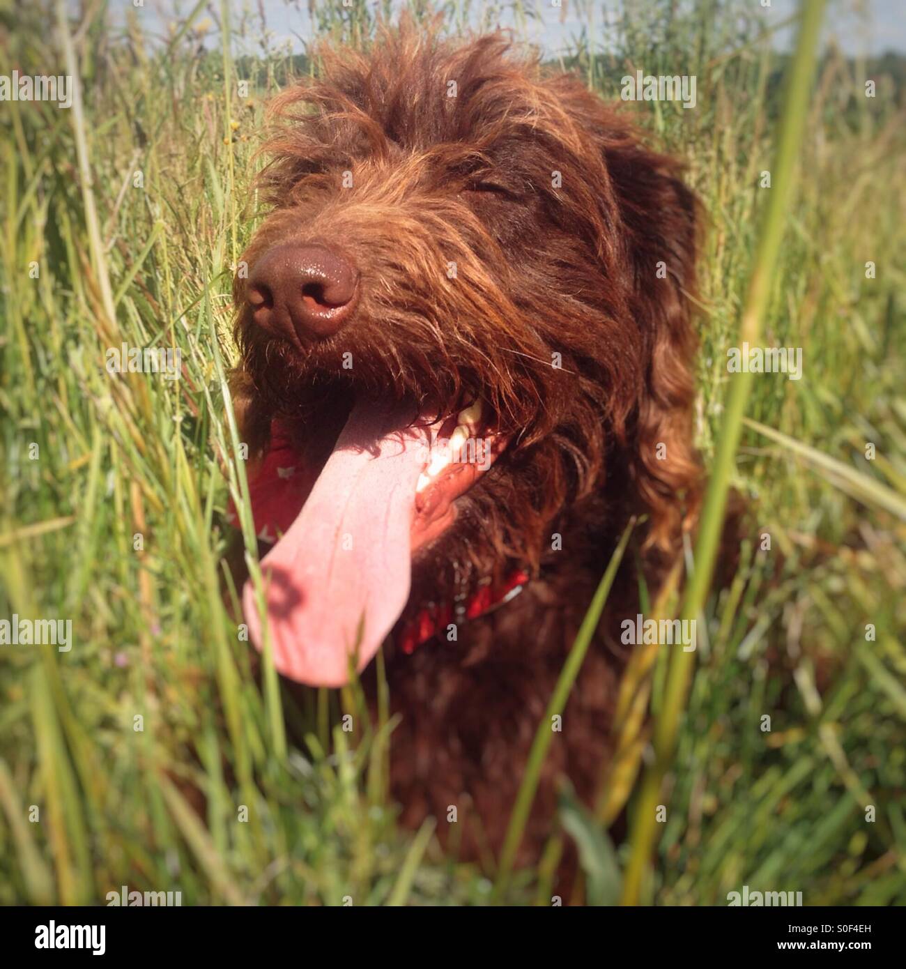 Brown Labradoodle dog in long grass - Smartphone Captured Stock Image