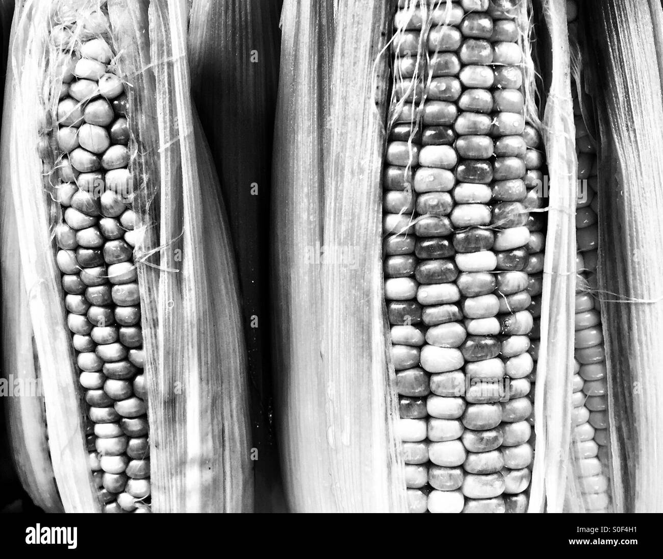 White corn kernels Black and White Stock Photos & Images Alamy