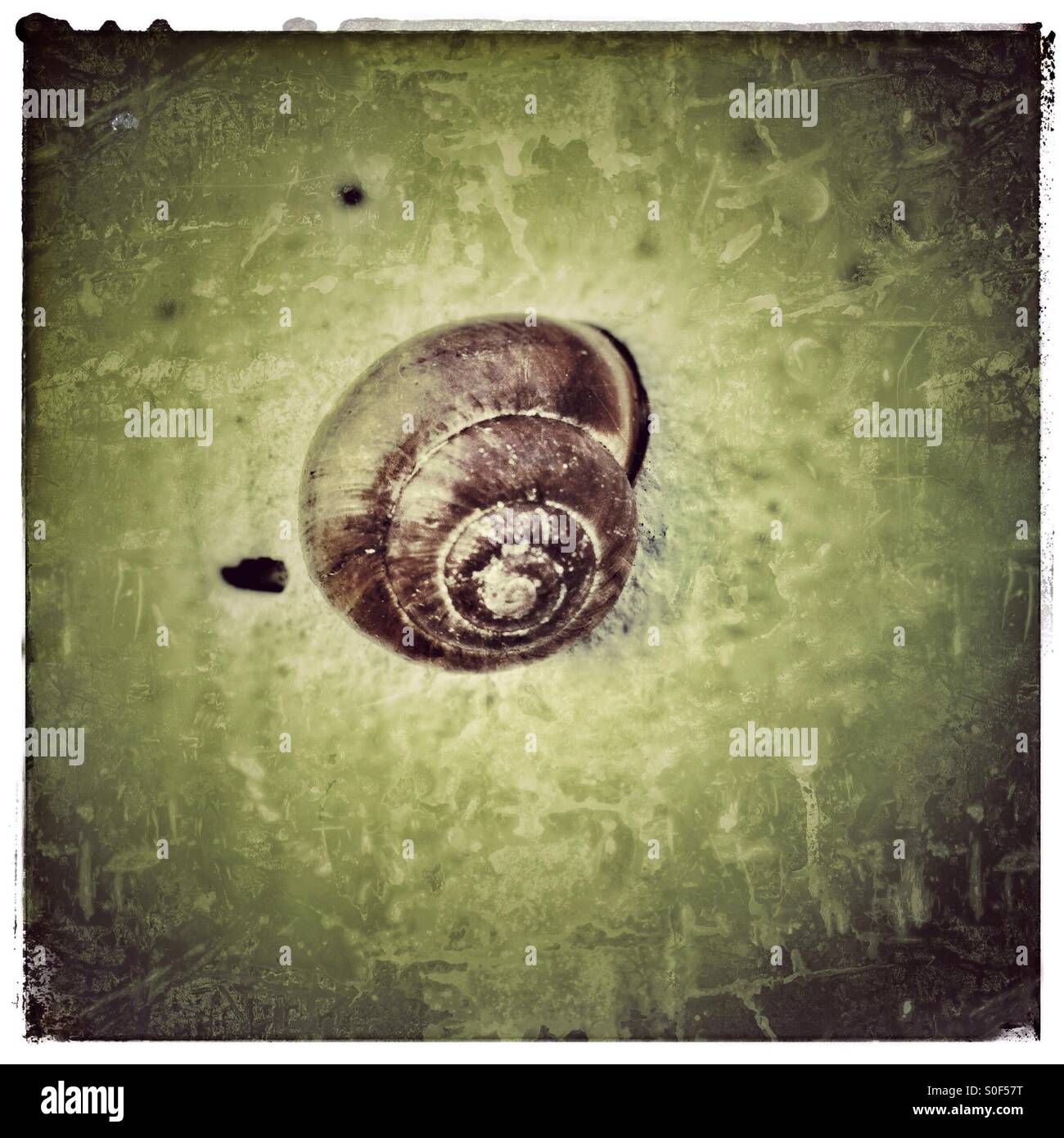 Snail inside its shell hi-res stock photography and images - Alamy