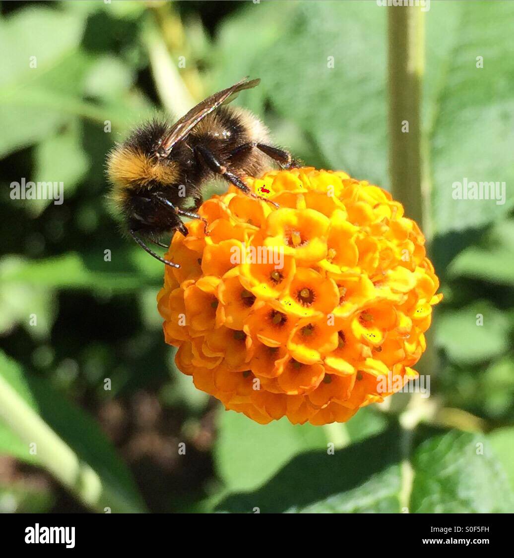 Bee on a flower - Smartphone Captured Stock Image