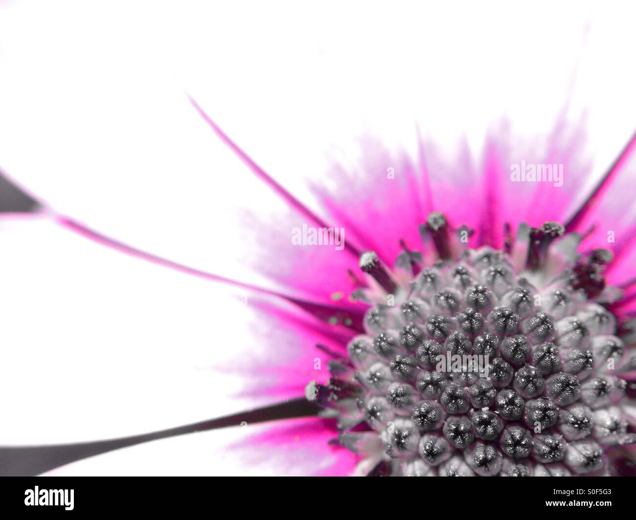 Colour popped image of a cape daisy - Smartphone Captured Stock Image