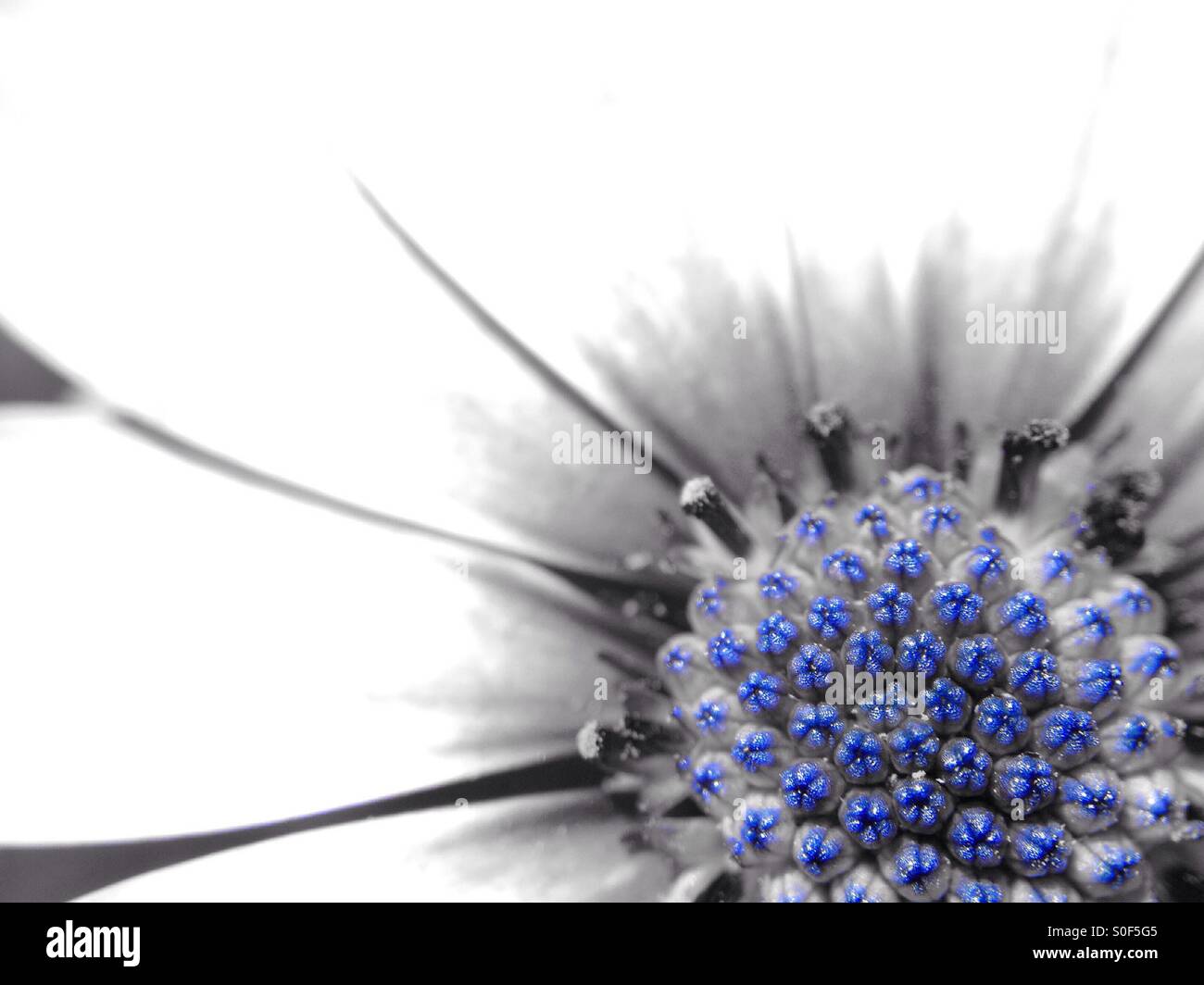 Colour popped image of a cape daisy - Smartphone Captured Stock Image