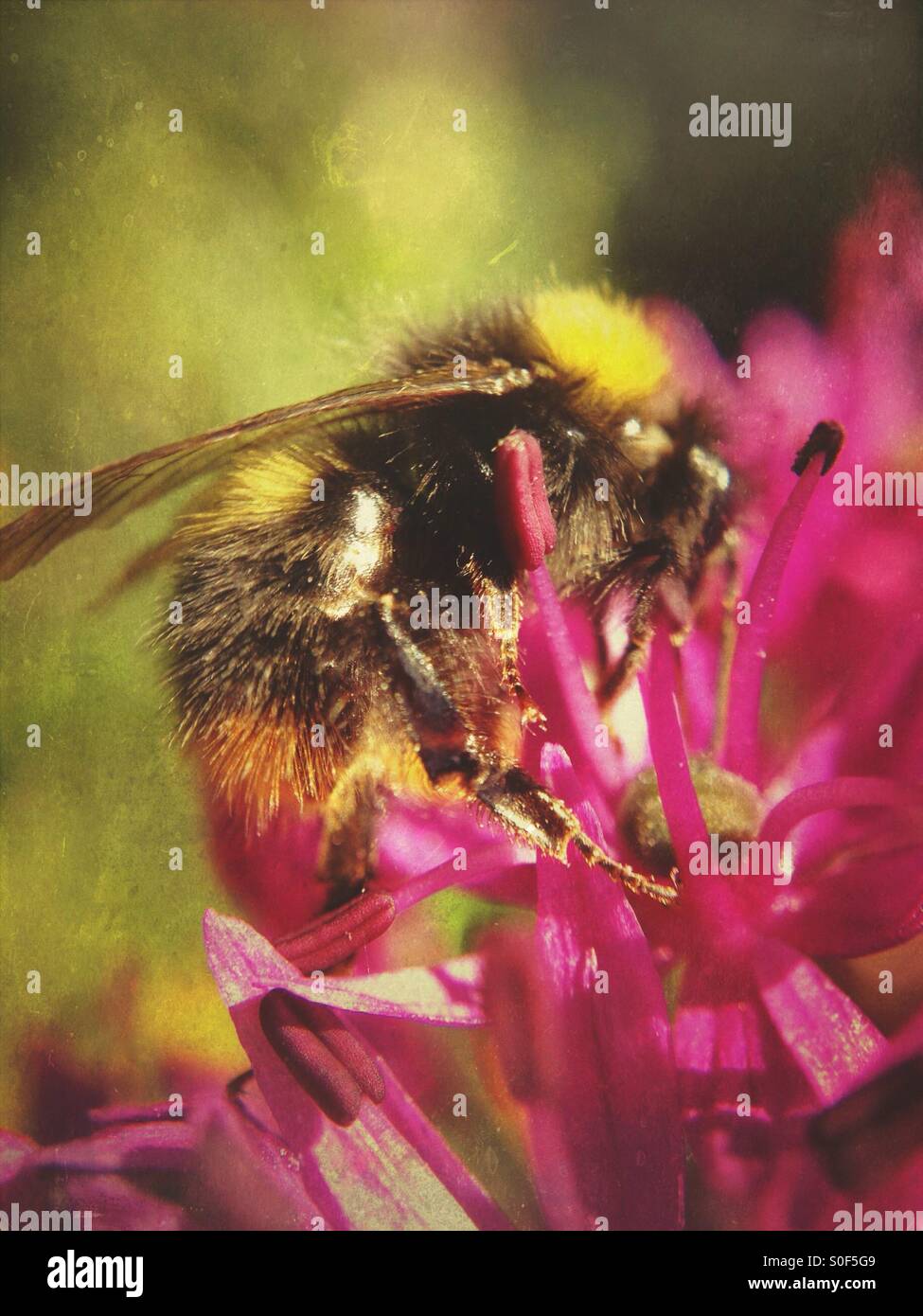 Bee pollinating allium flower Stock Photo