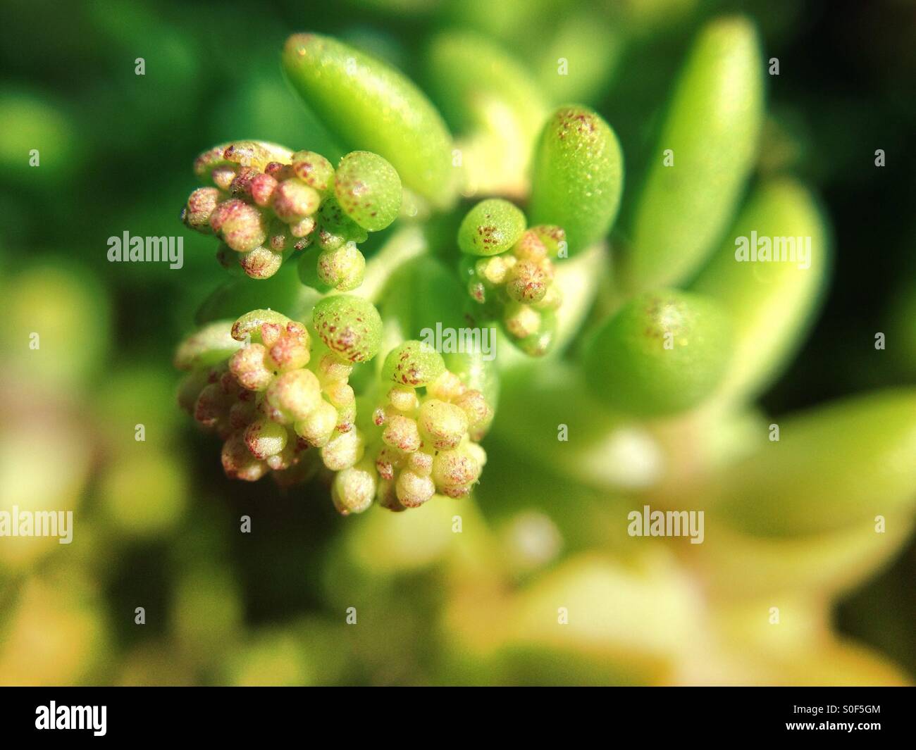 Stone crop - Smartphone Captured Stock Image