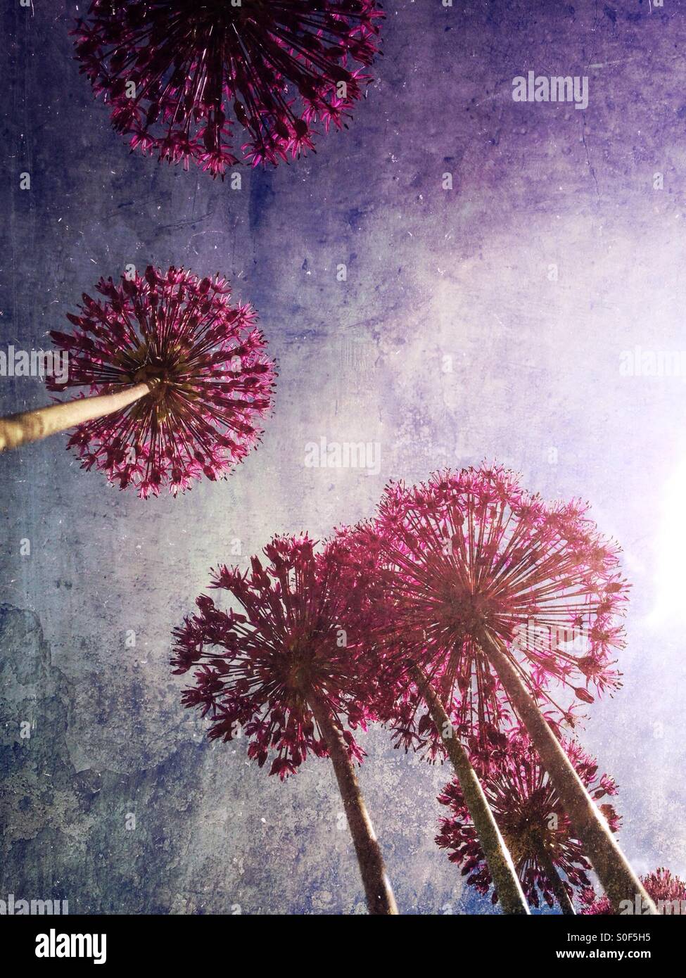 Allium flowers Stock Photo