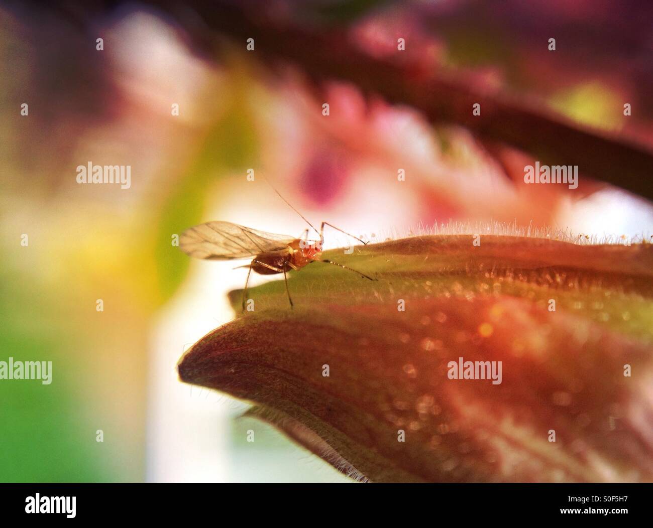 Quicksilver Insect Aphid on aquilegia Stock Photo - Alamy