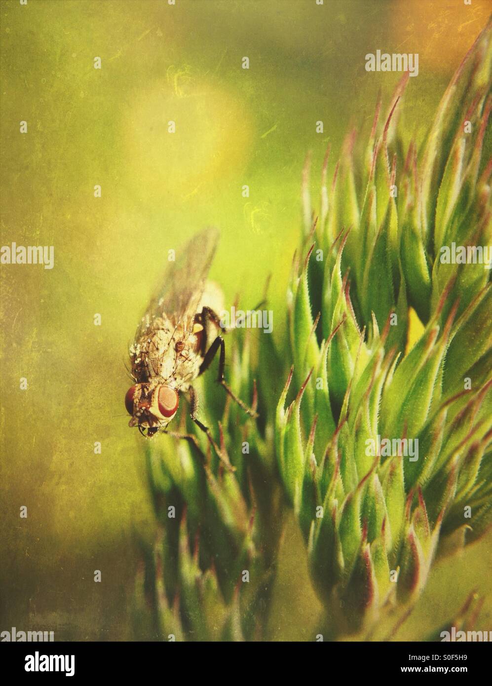 Fly on grass - Smartphone Captured Stock Image