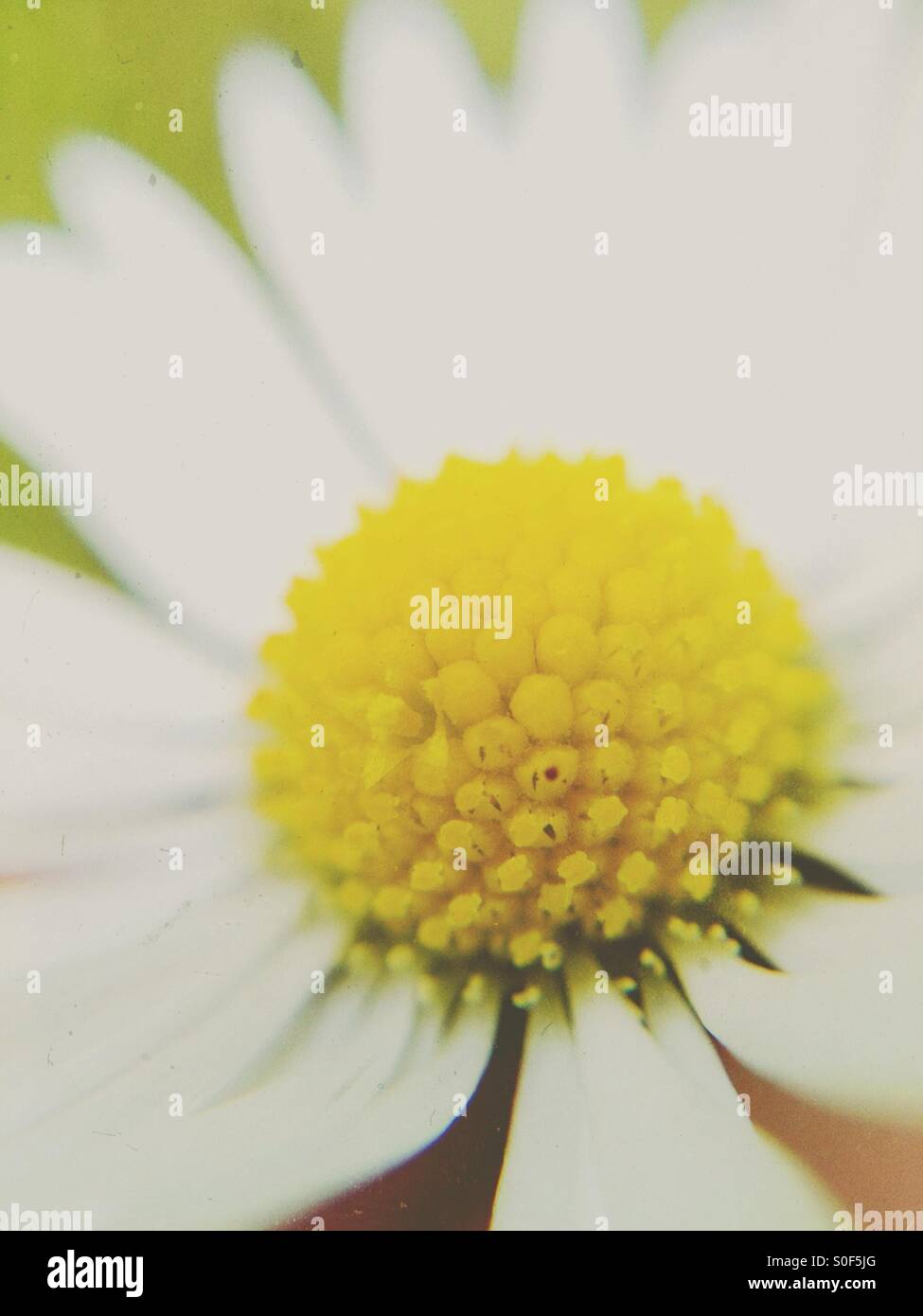 Close up of a daisy Stock Photo