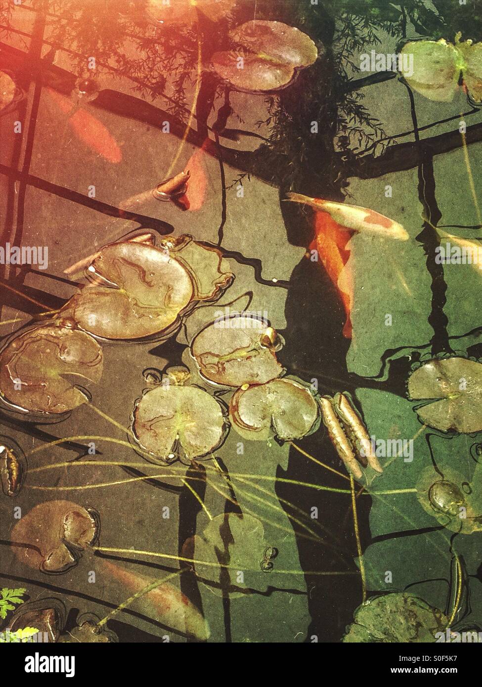 Fish pond with lily pads Stock Photo Alamy