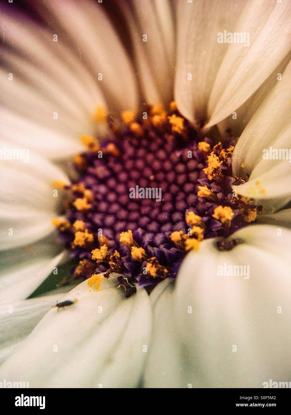 Close up of a cineraria flower Stock Photo
