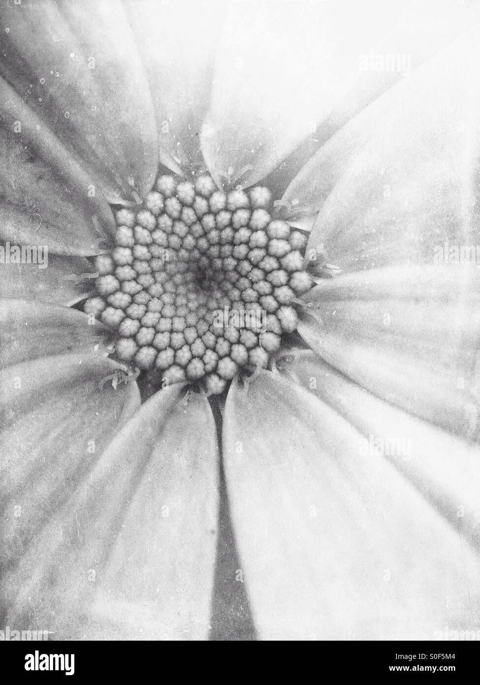 Close up of a dahlia in monochrome Stock Photo