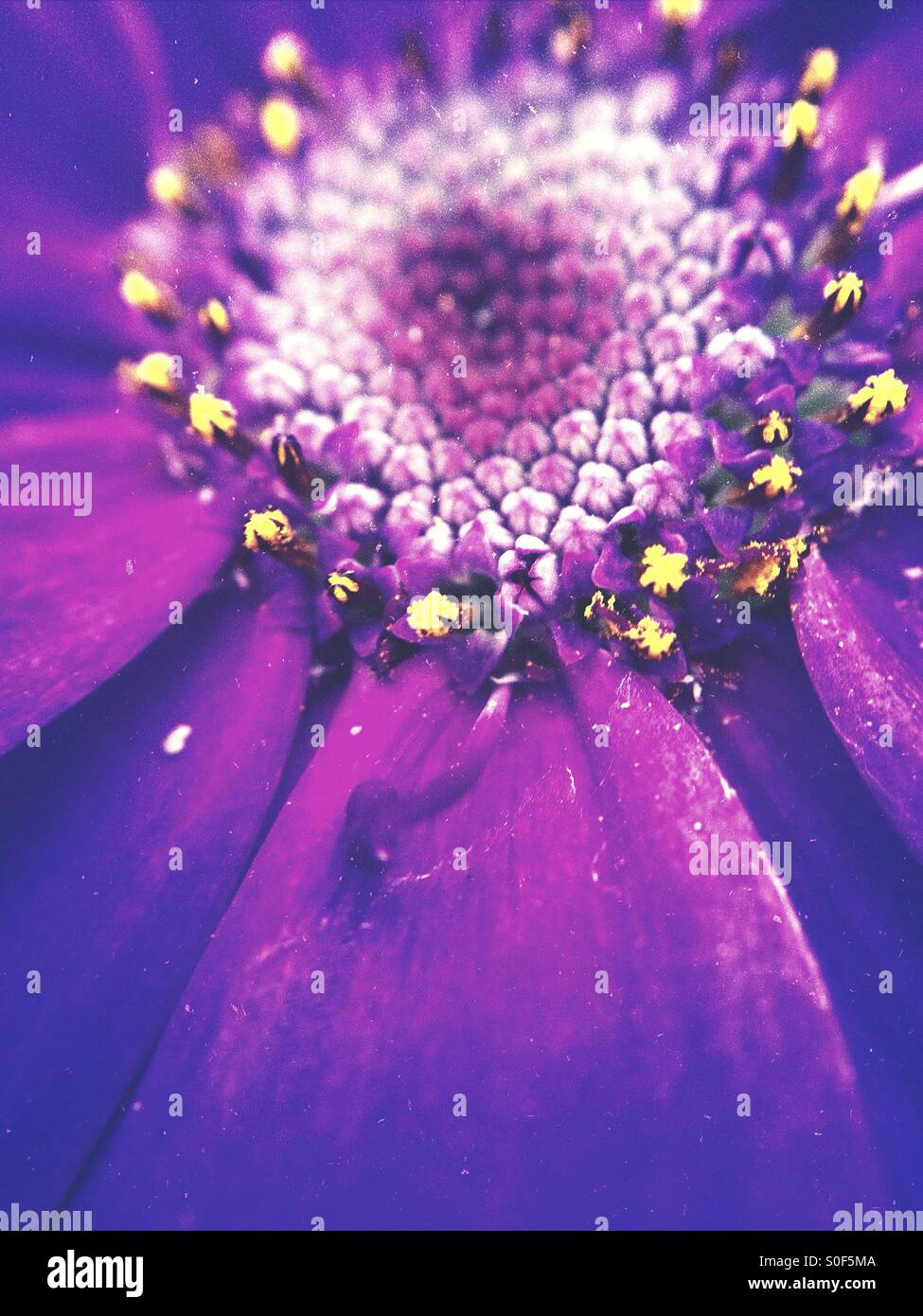 Close up of a cineraria Stock Photo