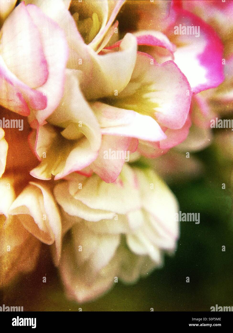 Close up of geranium flowers Stock Photo