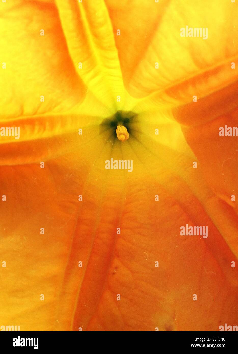 Close up of orange flower Stock Photo