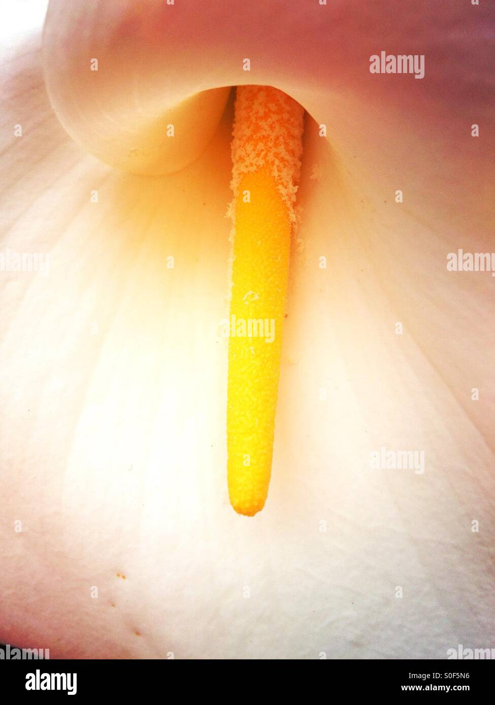 Close up of an aurm lily Stock Photo