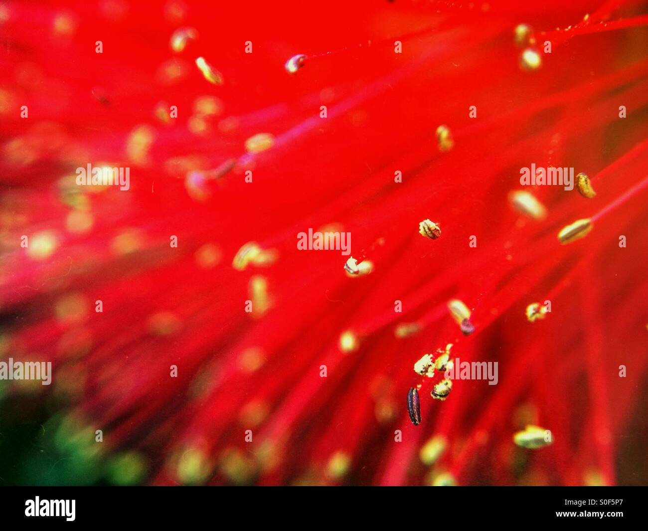 Close up of a bottlebrush flower with pollen Stock Photo