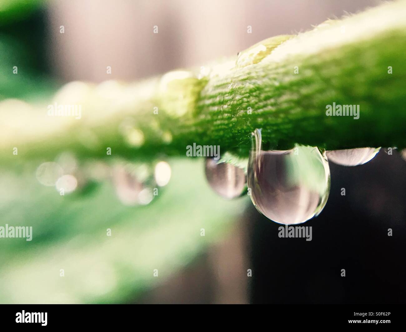 Raindrops on stem - Smartphone Captured Stock Image
