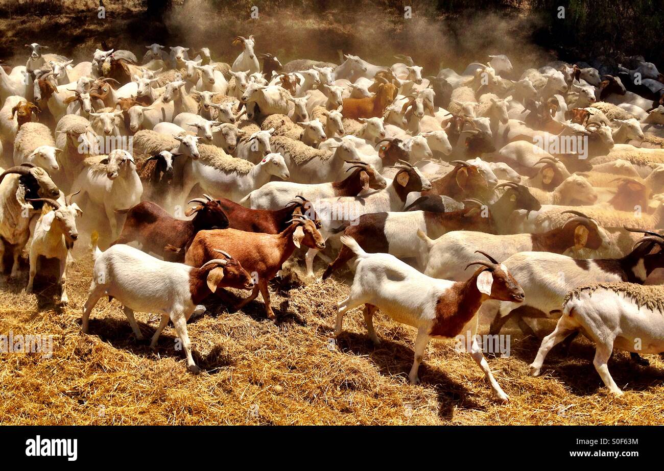 Herd of goats and sheep on the move, horizontal Stock Photo
