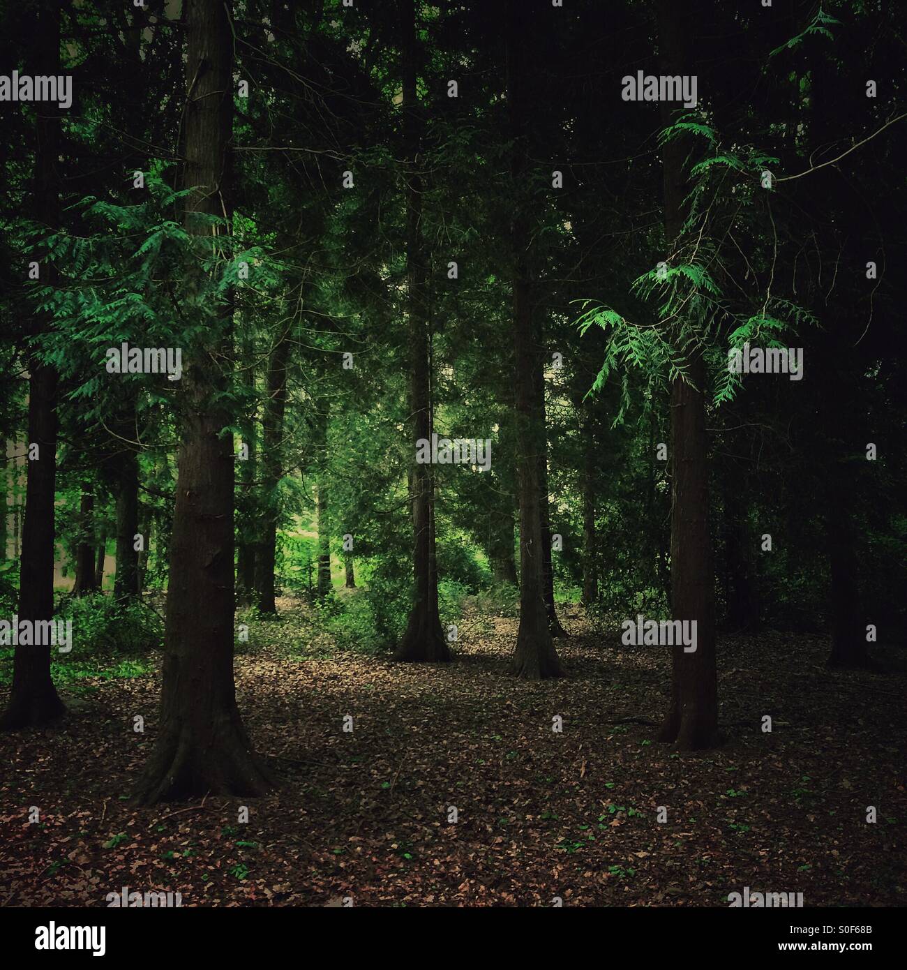 Pines walk hires stock photography and images Alamy