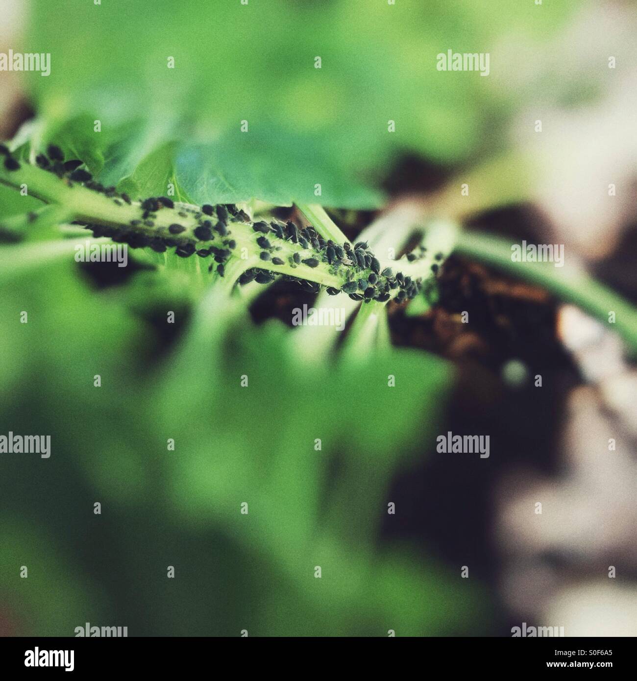 Aphids on a lovage plant - Smartphone Captured Stock Image