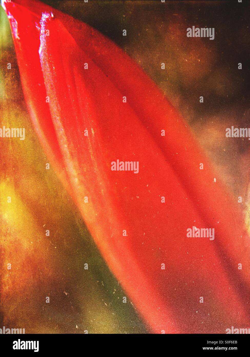 Close up of a lily flower - Smartphone Captured Stock Image