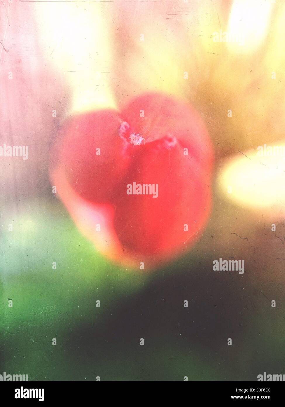 Close up of closed tulip - Smartphone Captured Stock Image